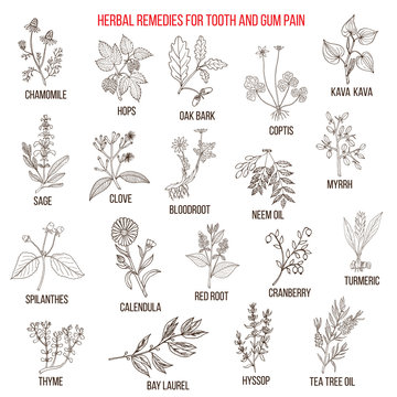 Best herbal remedies for tooth and gum pain