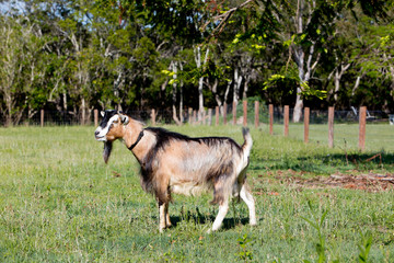 Fototapeta premium Beige Brown Male stud buck Goat