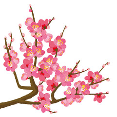 梅　イラスト