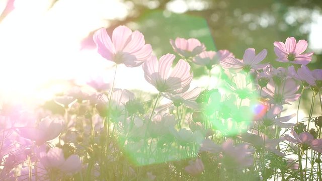Panning view of cosmos flower in outdoor field with evening sunset flare effect.