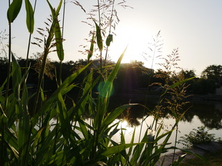 pond