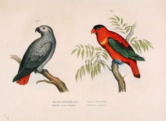 Illustration of birds.