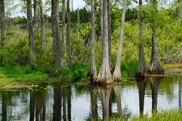 cypress stumps sticking out of the water in the swamp