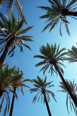 Fototapeta na wymiar High date palm trees against the background of the sunny blue sky.