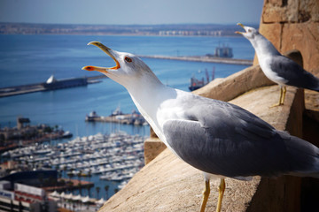 Two seagulls scream, raising their heads on the edge of the fortress by the sea