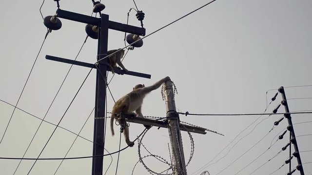 A small monkey sits on electric wires, on the next tree there is the same animal and looks down