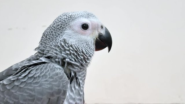 Close up African grey parrot.