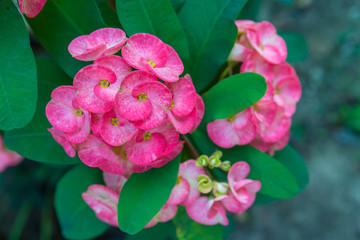 Pink Euphorbia milii or crown of thorns flower