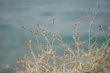 Plant with sea water in background