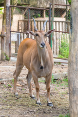 Eland antelope in a zoo