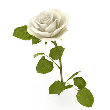 White rose isolated on bright. 3D illustration