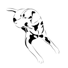 labrador. black and white vector dog