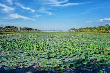 Lotus lake in Thailand