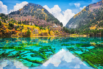 Amazing view of crystal clear water of the Five Flower Lake (Multicolored Lake) among autumn woods in  Jiuzhaigou nature (Jiuzhai Valley National Park), China. - obrazy, fototapety, plakaty