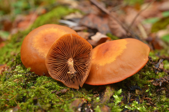 Kuehneromyces mutabilis mushroom