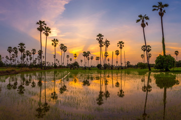 Sugar palm trees on twilight sunset time