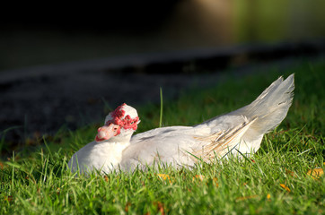 White Muscovy duck portrait (Cairina moschata) in the public garden