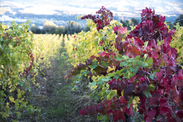 vigneto in autunno