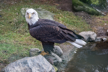 Bald eagle