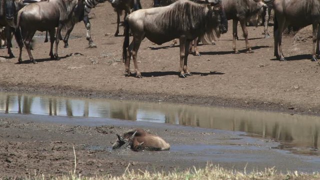  A baby wildebeest is stuck in mud in a drying dam.