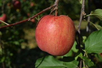 真っ赤なリンゴ