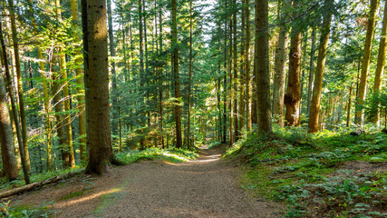 Park landscape with a long alley. Tree alley