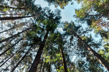 forest trees. nature green wood sunlight backgrounds
