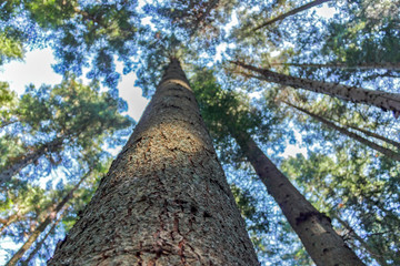 Fototapeta premium forest trees. nature green wood sunlight backgrounds