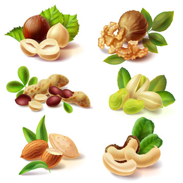 Set of different peeled and with peel and leaves nuts realistic vector illustrations isolated on white background. Full and cracked hazelnut, walnut kernel halves, peanuts, pistachio, almond, cashew