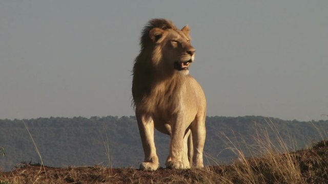 A big male lion watches his territory from a high point in masai mara.
