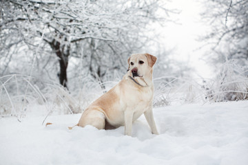 Собака лабрадор сидит в зимнем саду.