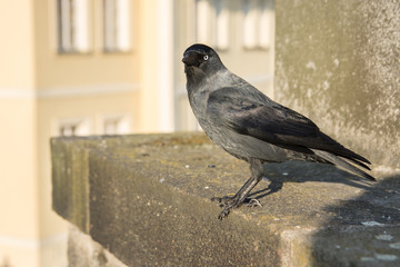 Starling blackbird in the city