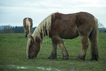 Jutland Horses, Equus ferus caballus