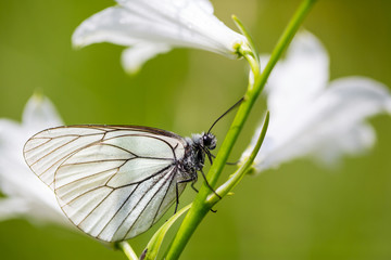 side view black-veined white butterfly (aporia crataegi) stalk white bloom