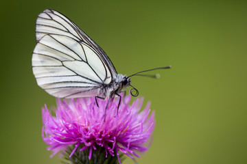 side view macro black-veined white butterfly (aporia crataegi) thistle flower