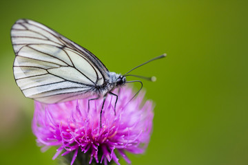 side view macro of black-veined white butterfly (aporia crataegi) thistle flower