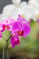 Fototapeta na wymiar orchid flower