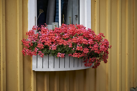 Blomster.