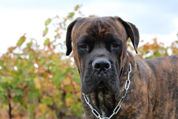 chien dans une vigne : cane corso