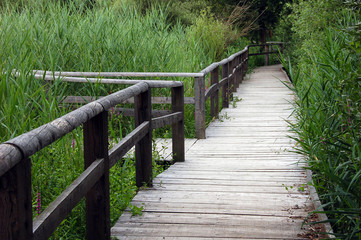 Fototapeta na wymiar Pontoon or bridge in reeds bed