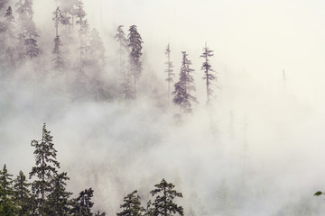 Fog in the forest