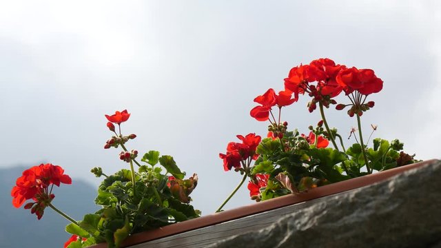 Gerani rossi sul balcone dello chalet di montagna