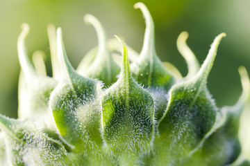 Head details of a green young undisclosed sunflower close-up. Vorsinki on the stem, macro shot