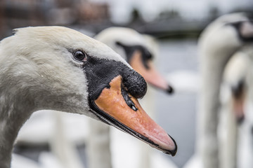 Höckerschwan