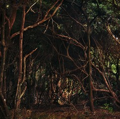 jungle