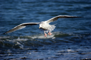 Möwe