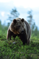 European Brown Bear in forest. Big male brown bear.