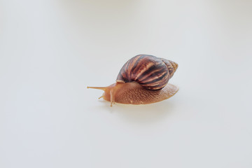 snail achatina