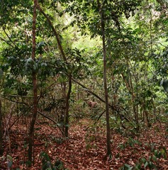 jungle