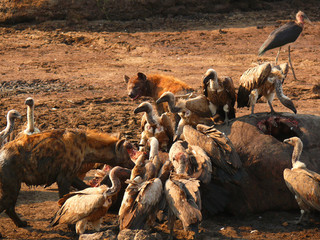 hyena
